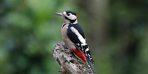 Imagen principal de An Introduction to the UK's Woodpeckers
