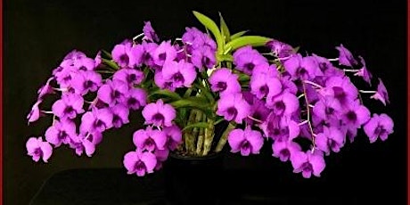 NT Orchid Spectacular 2019 primary image
