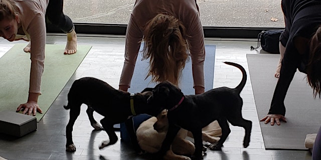 DNYP Private - Paws and Poses for MNCPPC! primary image