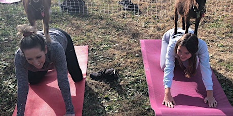Hauptbild für Sunset Goat Yoga at Lucky Dog Farm - Wentzville, MO