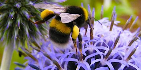 Growing a Garden For Pollinators  primary image