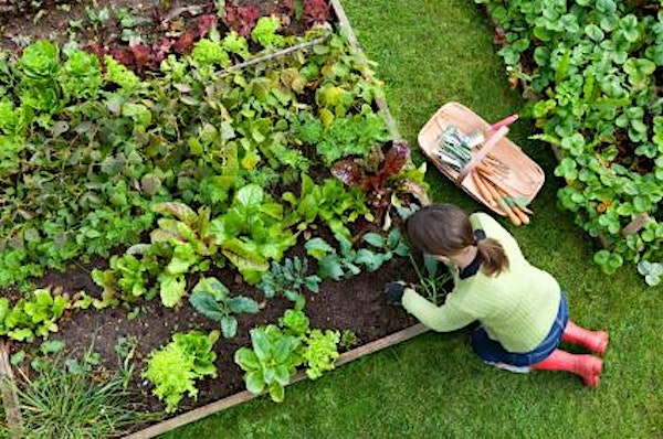 Serious Backyard Veggies