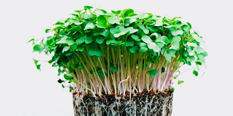 Sprouting and MicroGreens Workshop primary image