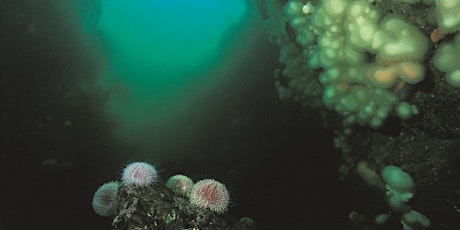 Beneath the waves: the UK's last wilderness? primary image