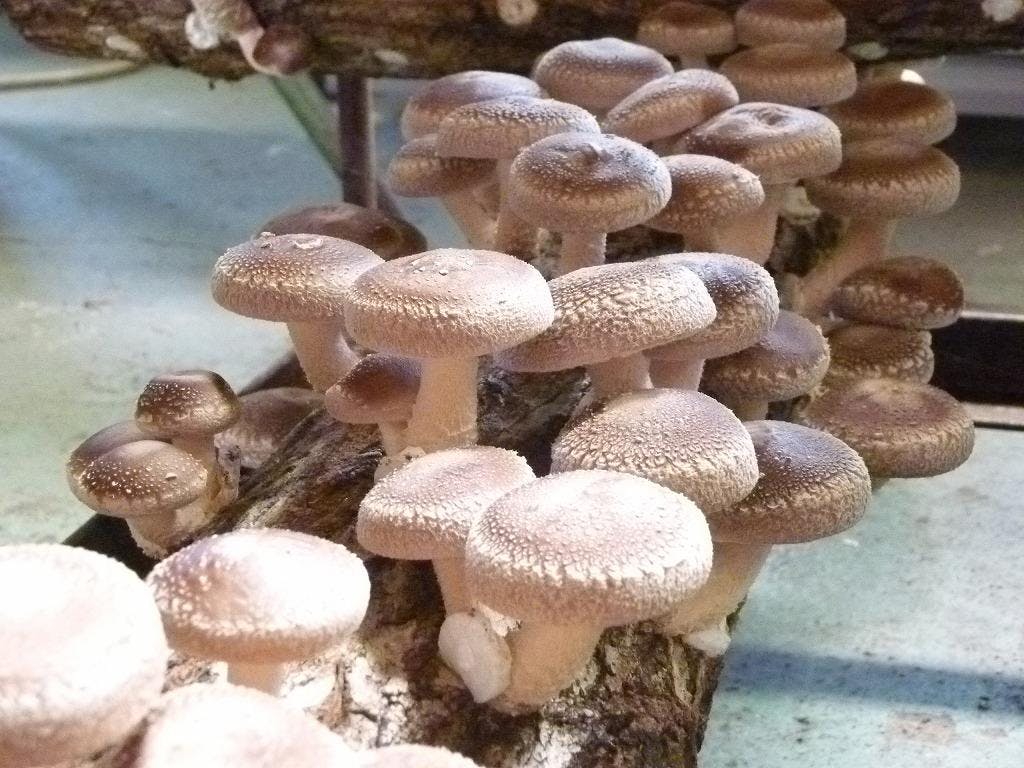 Cultivo de Cogumelo Shiitake 31/08/2019