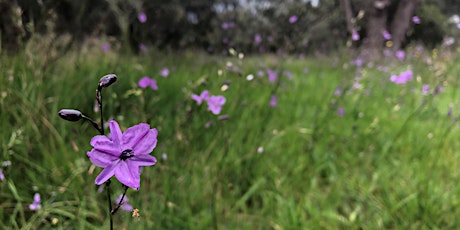 Image principale de Wildflower Walk @ McCarthy Reserve St Leonards - Geelong Nature Festival