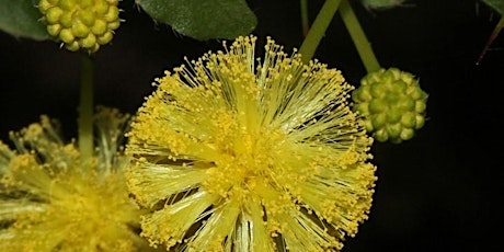 Celebrate Wattle Day! primary image