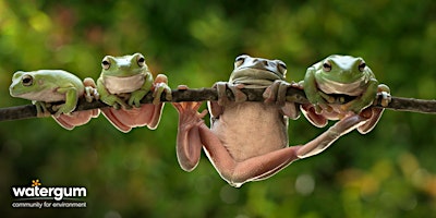 Imagem principal do evento Leap into Frogs: Habitat Workshop