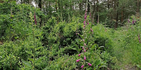 Moss Valley Woodlands User Forum Walkabout Meeting