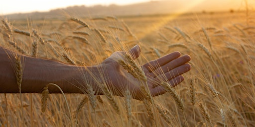 Hauptbild für The Book of Ruth