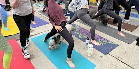 Imagem principal do evento Yoga with Rescued Pigs @ Seedstock