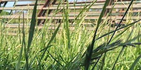 Fescue Management for Pastures and Hayfields primary image