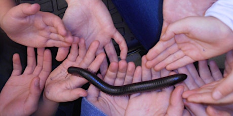 Family Fun Day: Locomotion- legless and the leggiest primary image