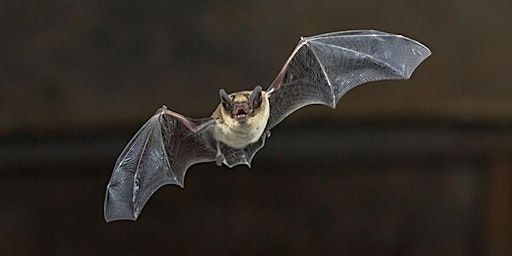 Bat Walk at Mauldsheugh Wood primary image