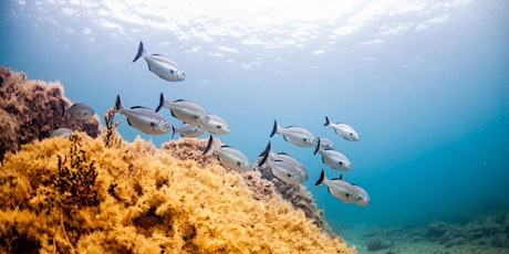 Snorkel Hallett Cove Beach n Reef - 13th April - Totally Immersed Marion Community Snorkel Day primary image