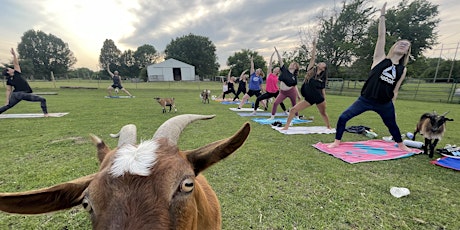 Beachner's Goat Yoga-Opening Day!