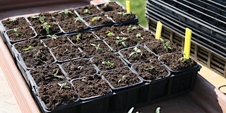 Growing plants from seed primary image