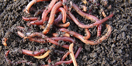 Introduction to worm farming primary image