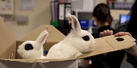 Rabbit Vaccination Day - VHD2 primary image