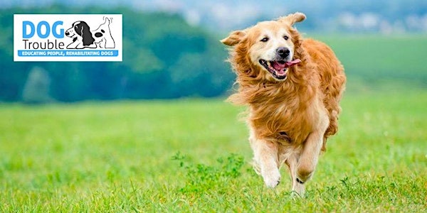 Introduction to Canine Massage Workshop