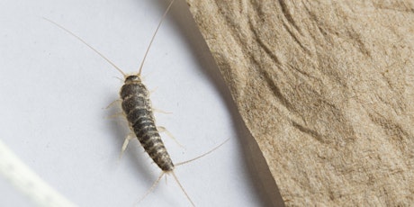 Are Indoor Pests Pestering You? primary image