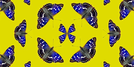 Image principale de Unravelling the Purple Emperor: Its Ecology and Mythology