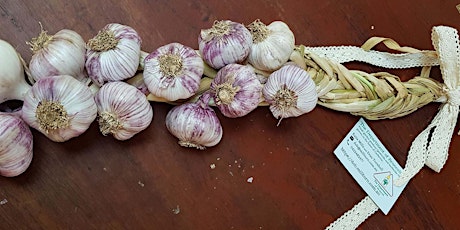 Becoming a successful backyard garlic grower primary image