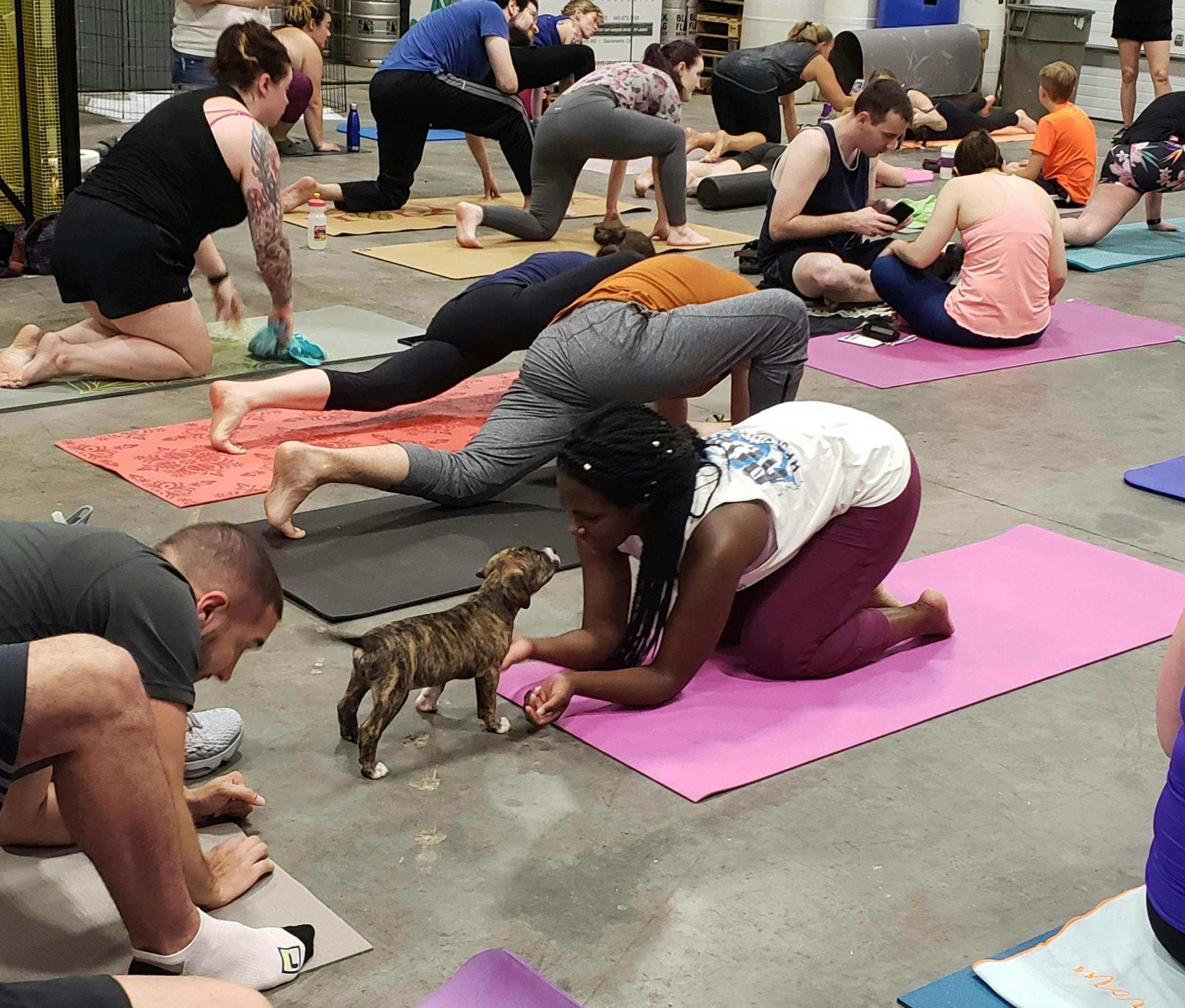 Doggy Noses & Yoga Poses - BarkAsana and Brews at The Bronx Brewery! - 31  MAR 2019