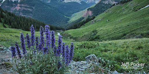 COLORADO WILDFLOWERS -- Photo Tour -- July 2024