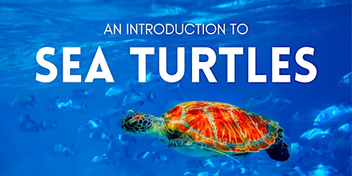 Primaire afbeelding van An Introduction to Sea Turtles