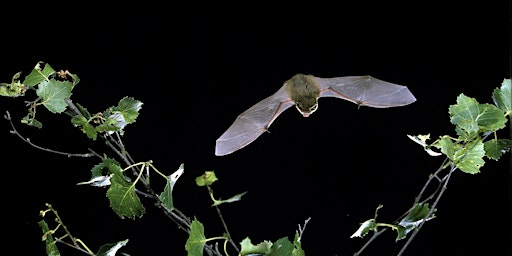 Imagem principal do evento Wellesley Woodlands Bat Walk - Chalk Farm Lake