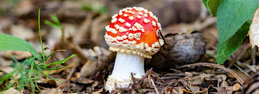 Collection image for Discover Fungi with Yorkshire Wildlife Trust!