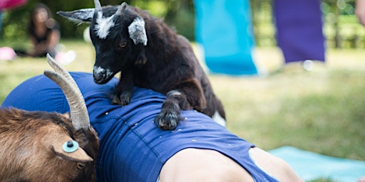 Yoga with Goats-UK  primärbild