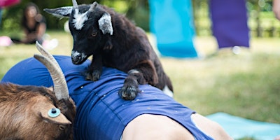 Imagem principal do evento Yoga with Goats-UK