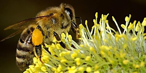 Imagem principal de Beekeeping for Beginners weekend course May 2024