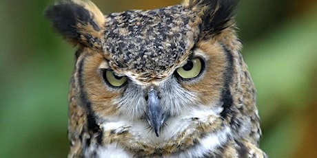 Primaire afbeelding van Festival of Hawks Evening Owl Prowl