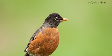 Chirps, Tweets, and Trills 2019, Learn your local bird songs primary image