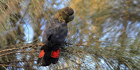 Glossy-black cockatoo census – Baudin Conservation Park primary image