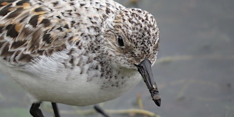 Birding at Semiahmoo Spit