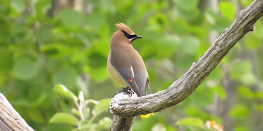 Image principale de Birding at Whatcom Falls Park