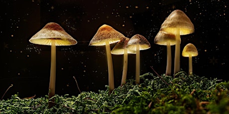 The Science of Magic Mushrooms with Dr Chris Timmermann