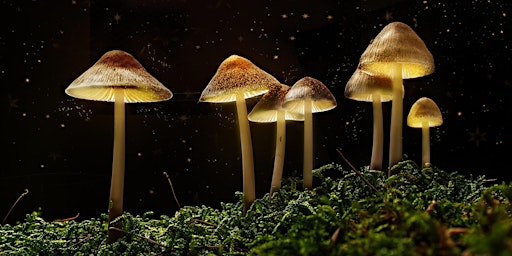 Immagine principale di The Science of Magic Mushrooms with Dr Chris Timmermann 