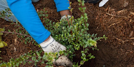 Primaire afbeelding van Benefits and Beauty of Landscaping with Native Plants