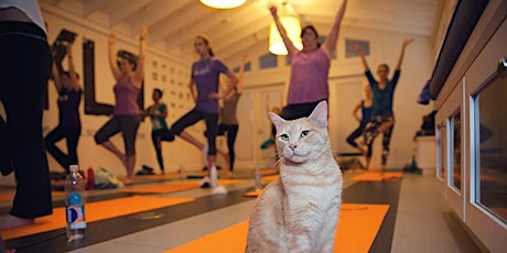 Spring Yoga With Cats Class primary image
