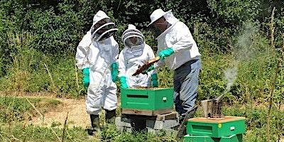Beginner's Course in Beekeeping primary image