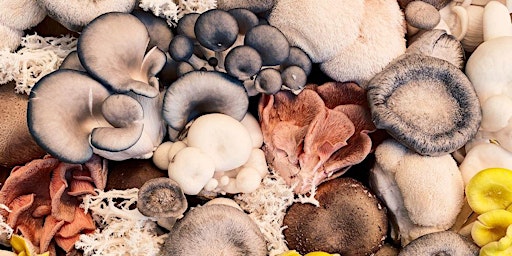 Imagen principal de Magic with Mushrooms…and Truffles!