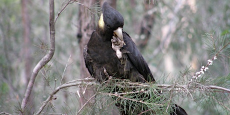 Wildlife Walk and Bushcare (CANCELLED DUE TO WET WEATHER) primary image