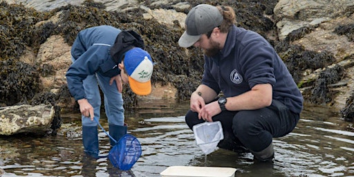 World Oceans Day - Rockpooling at Cove Bay Harbour primary image