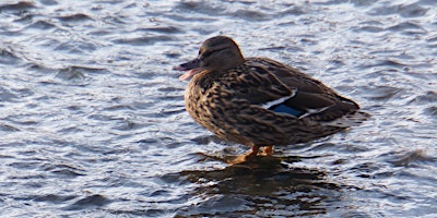 Immagine principale di RSPB Big Garden Bird Watch at the blue bridge, Knights Park campus