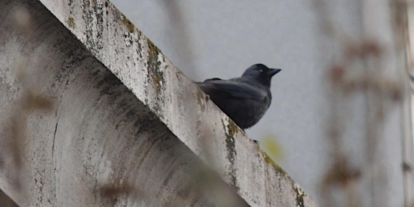 RSPB Big Garden Bird Watch at Kingston Uni - 75 Penrhyn Rd Halls